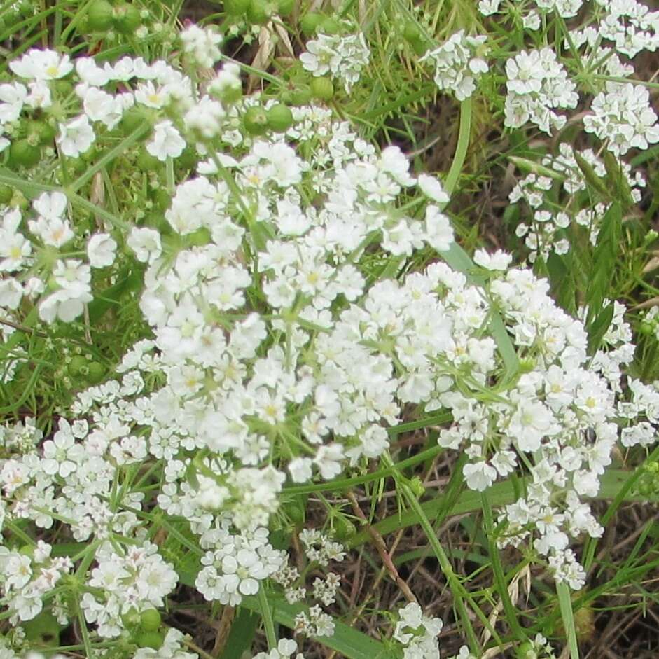 Image of prairie bishop