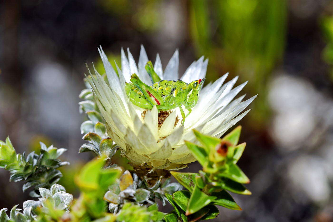 Image of Helichrysum retortum (L.) Willd.