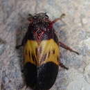 Image of Sphenorhina brivispina Carvalho & Webb 2004