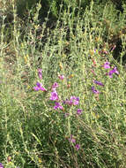 Image of foothill beardtongue