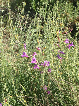 Image of foothill beardtongue