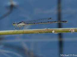 Image de Agrion Posé