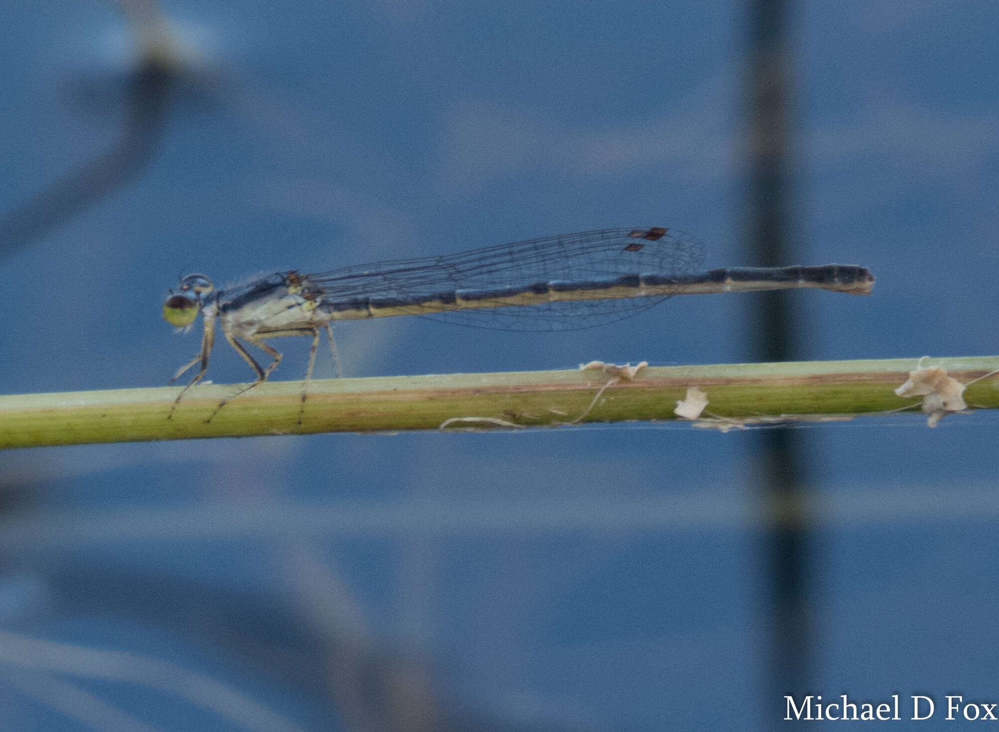 Image de Agrion Posé