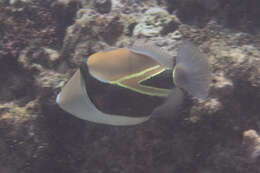 Image of Reef triggerfish