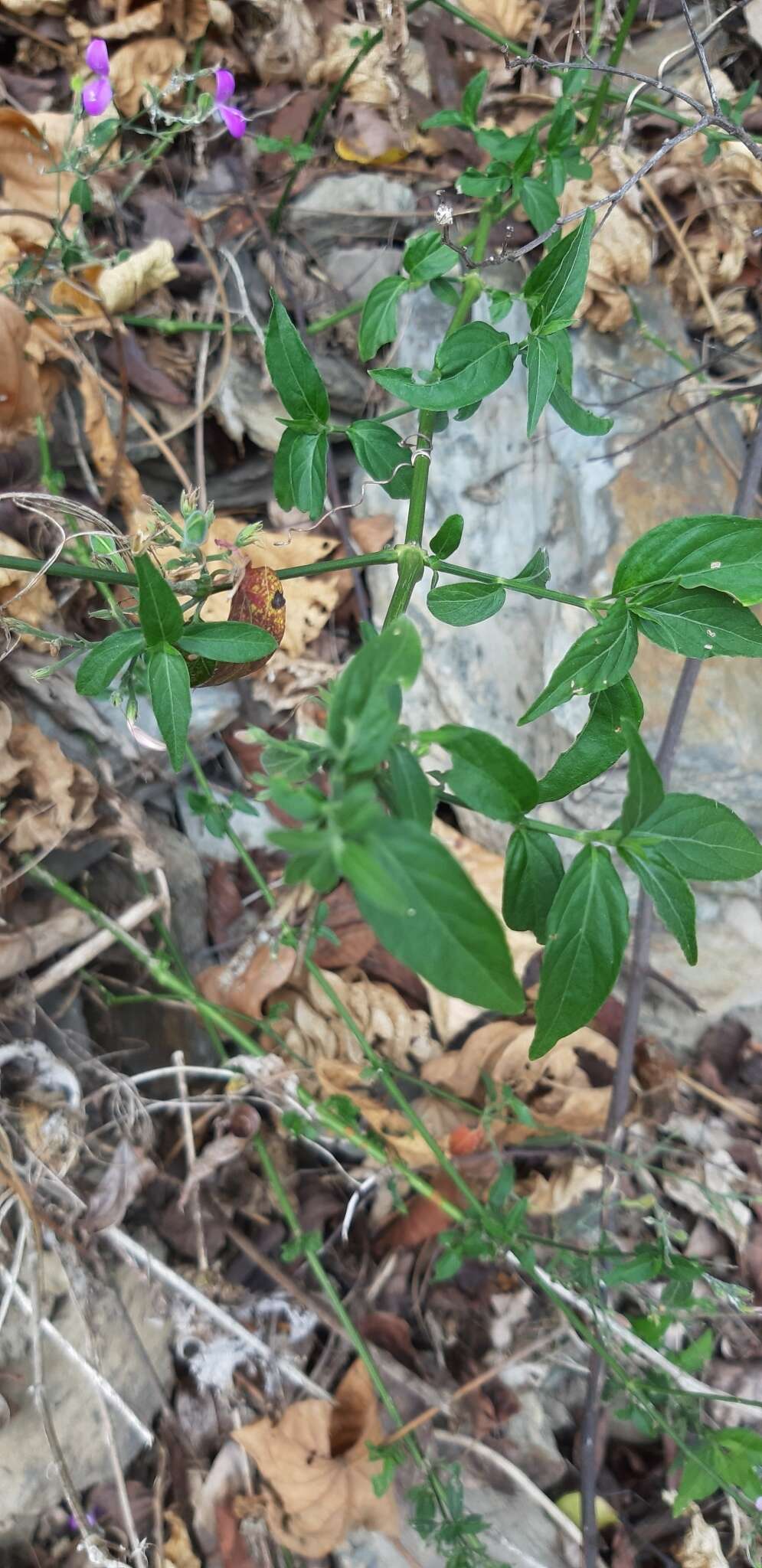 Hypoestes cumingiana Benth. & Hook. fil. resmi