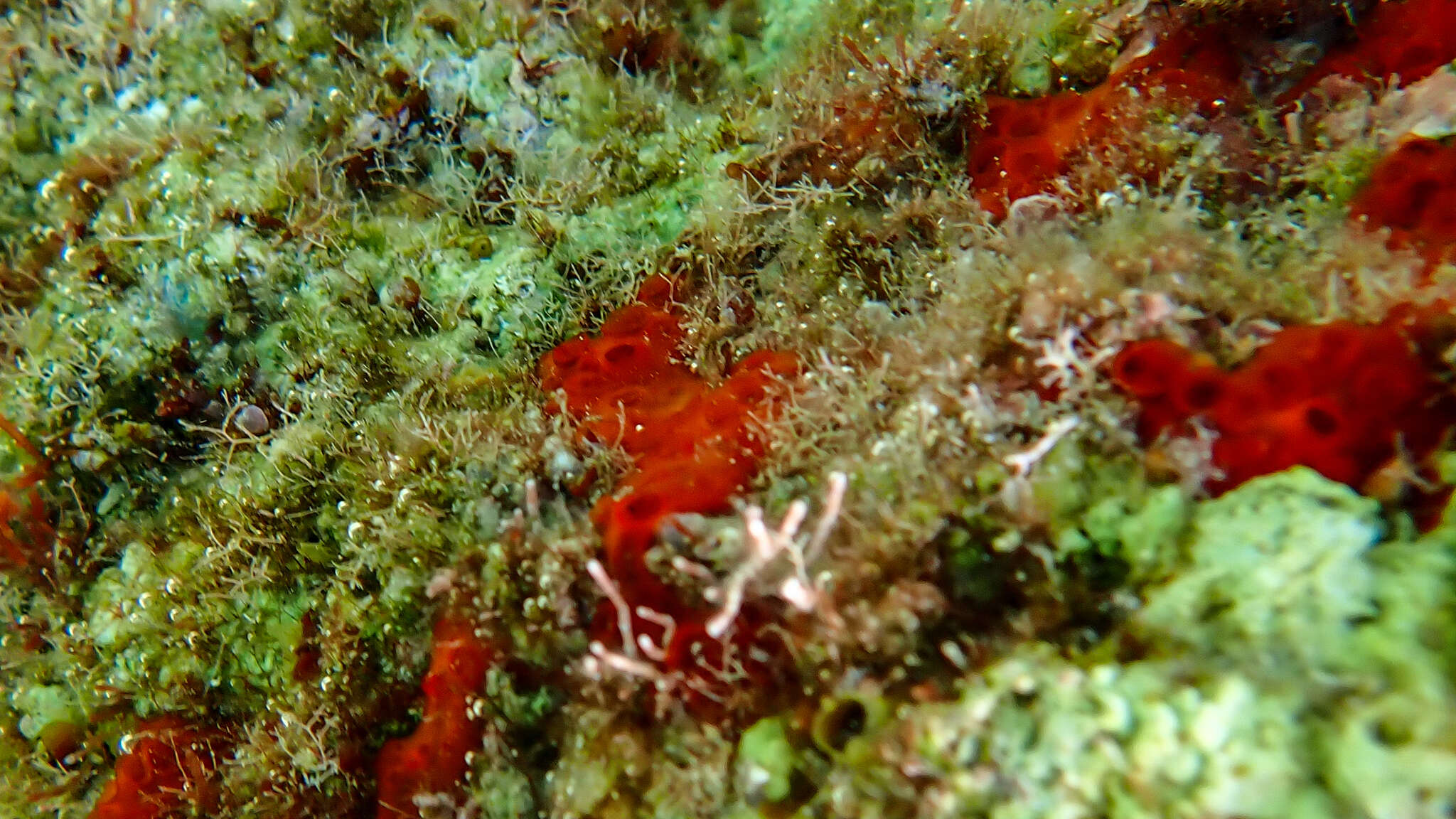 Image of Phorbas topsenti Vacelet & Pérez 2008