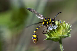 Phimenes flavopictus timorensis (Vecht 1959)的圖片