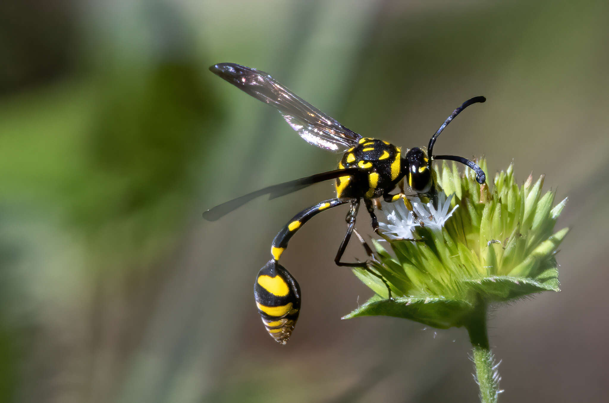 Phimenes flavopictus timorensis (Vecht 1959)的圖片