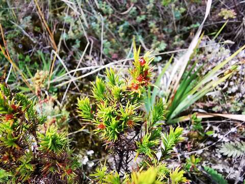 Image of Hypericum juniperinum (L. fil.) Kunth