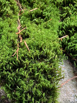 Image of racomitrium moss