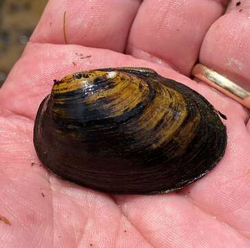 Image of Southern Clubshell