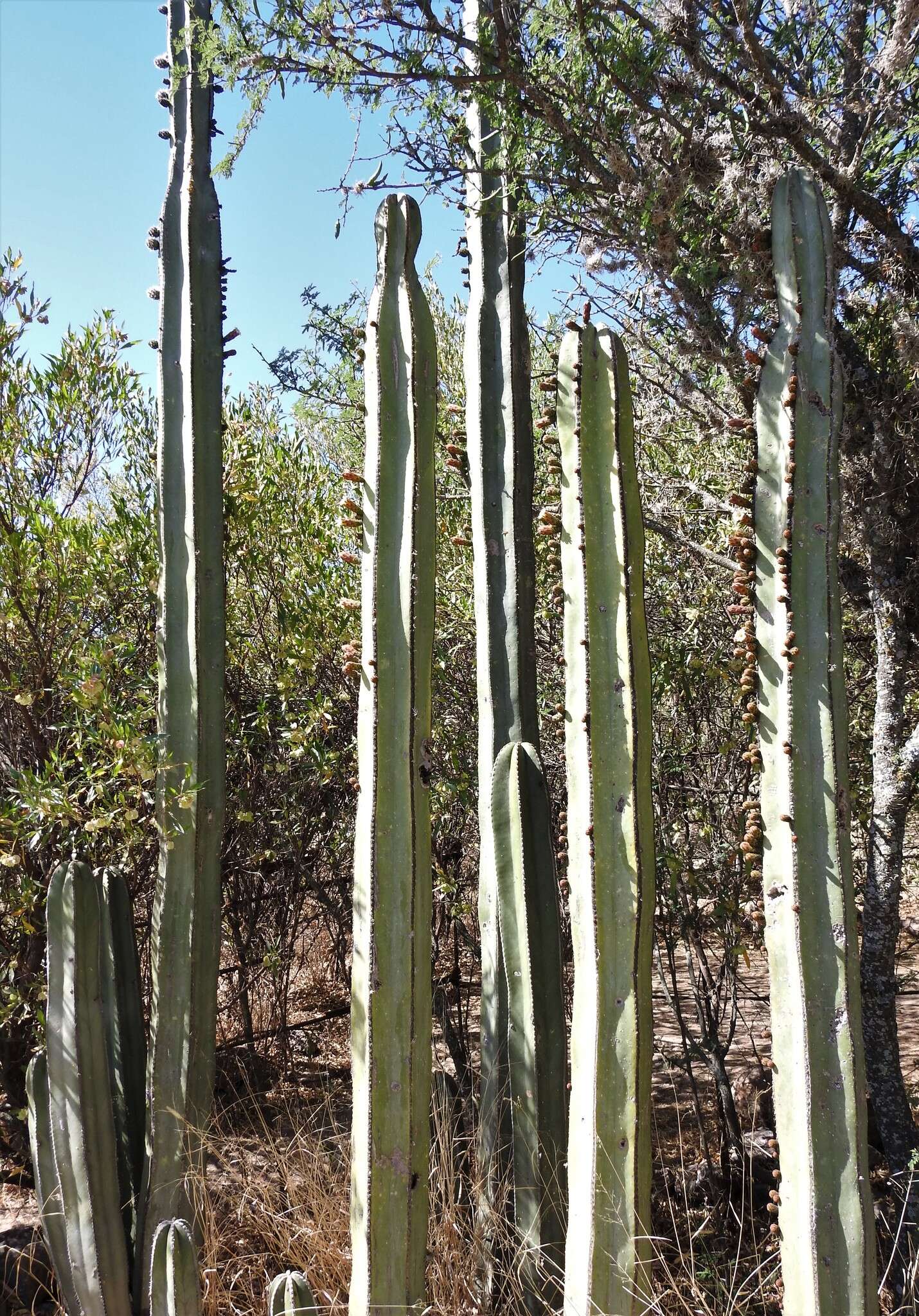 Image of <i>Lophocereus marginatus</i>