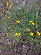 صورة Thelesperma filifolium (Hook.) A. Gray