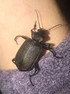 Imagem de Calosoma (Campalita) chlorostictum Dejean 1831