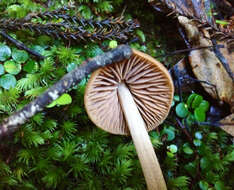 Image of Entoloma latericolor E. Horak 1976