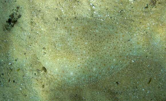 Image of Bass flounder