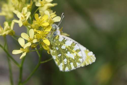 Слика од Euchloe simplonia (Boisduval 1828)