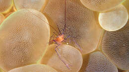 Image of Bubble coral shrimp