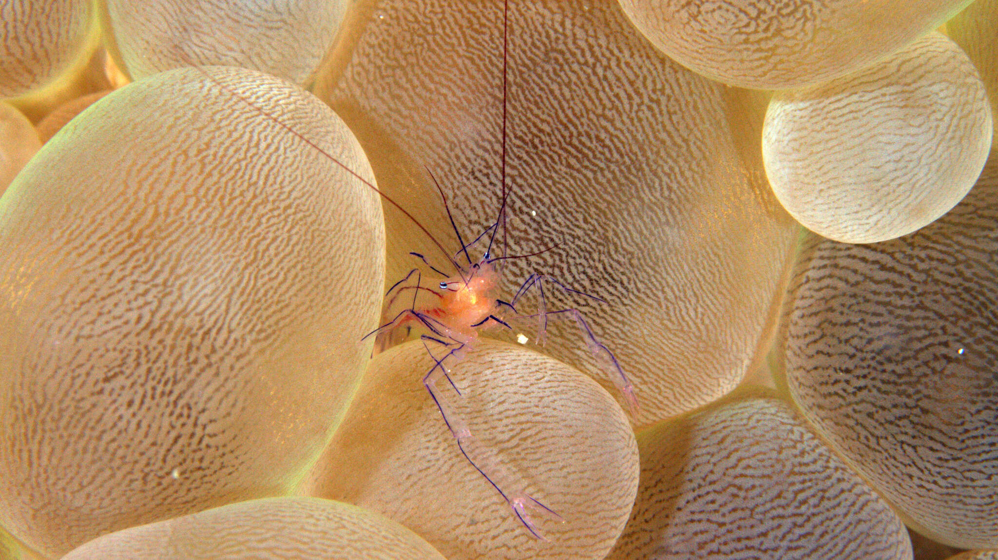 Image of Bubble coral shrimp