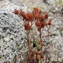 Слика од Sedum obtusatum subsp. obtusatum