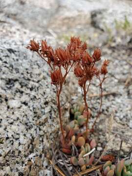 Image of Sierra stonecrop