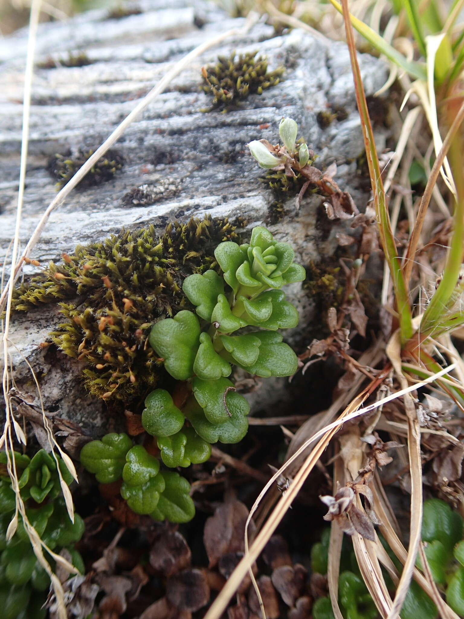 Слика од Ourisia caespitosa Hook. fil.