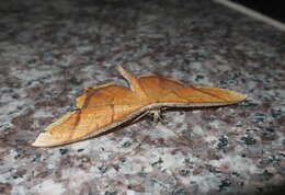 صورة Thinopteryx crocoptera Kollar 1844