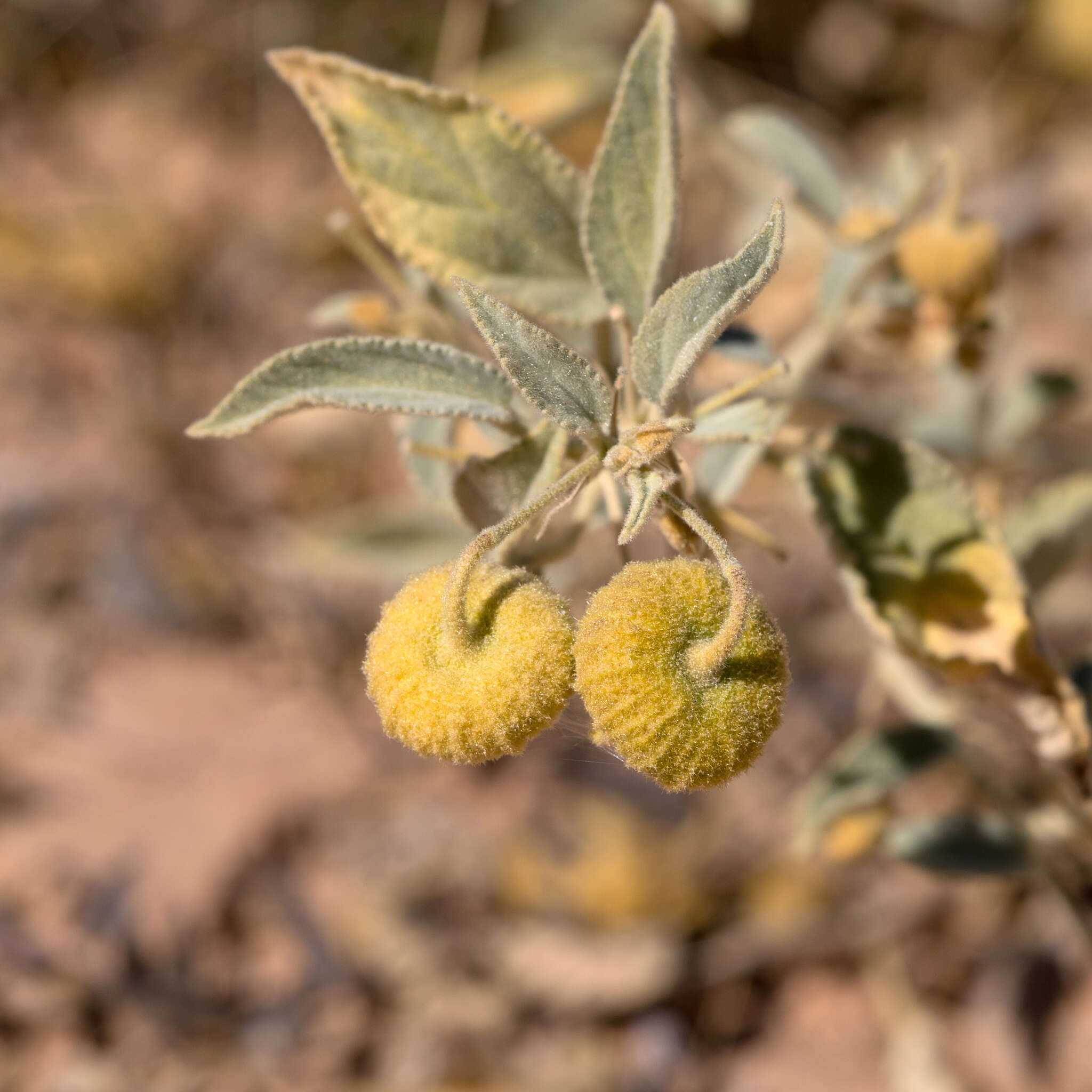 Image of Sida platycalyx F. Müll. ex Benth.