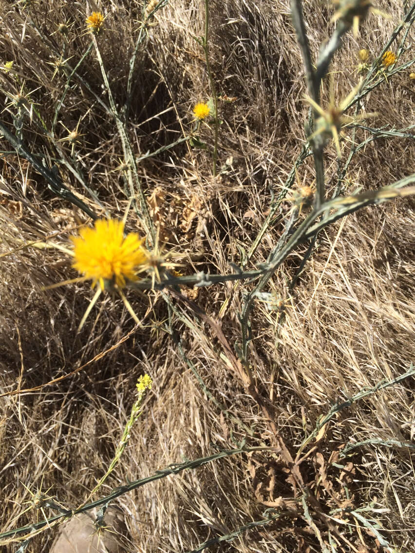 Image of yellow star-thistle