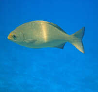 Image of Hawaiian chub