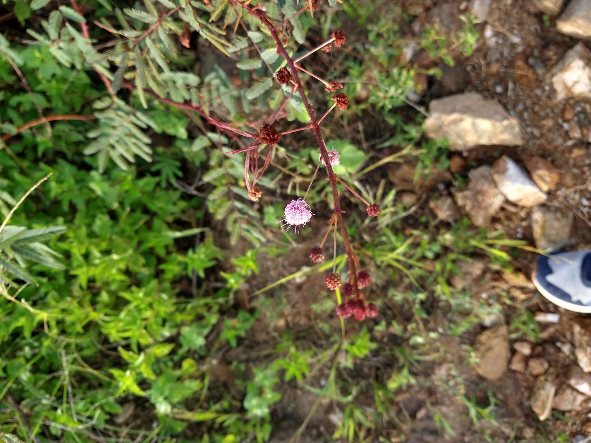 Image of Mimosa somnians Willd.