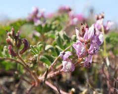 Imagem de Astragalus diaphanus Dougl. ex Hook.