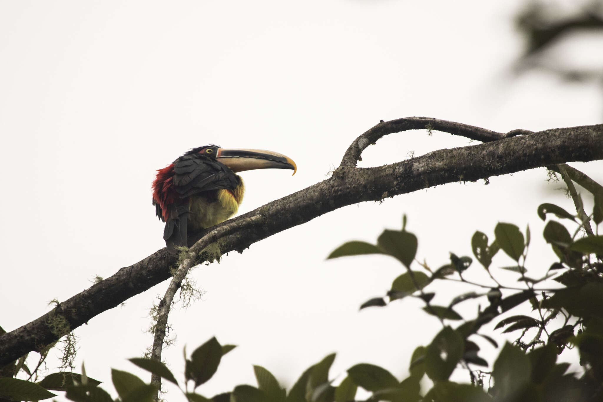 صورة <i>Pteroglossus torquatus erythropygius</i>