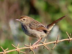 Image of Cisticola subruficapilla subruficapilla (Smith & A 1843)