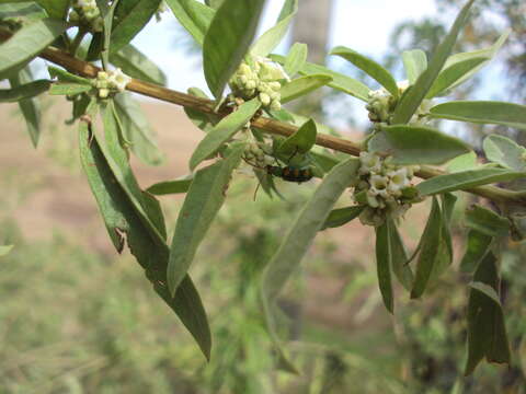 Imagem de Aloysia polystachya (Griseb.) Moldenke