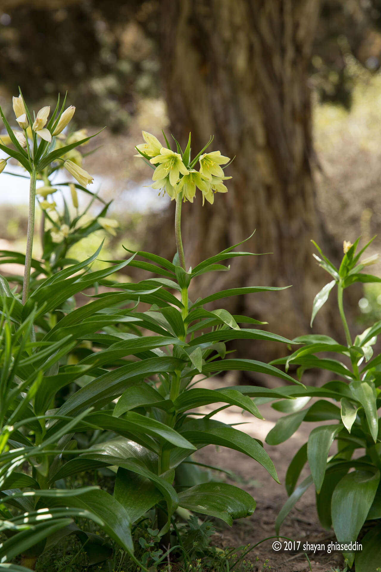 Image of Fritillaria raddeana Regel