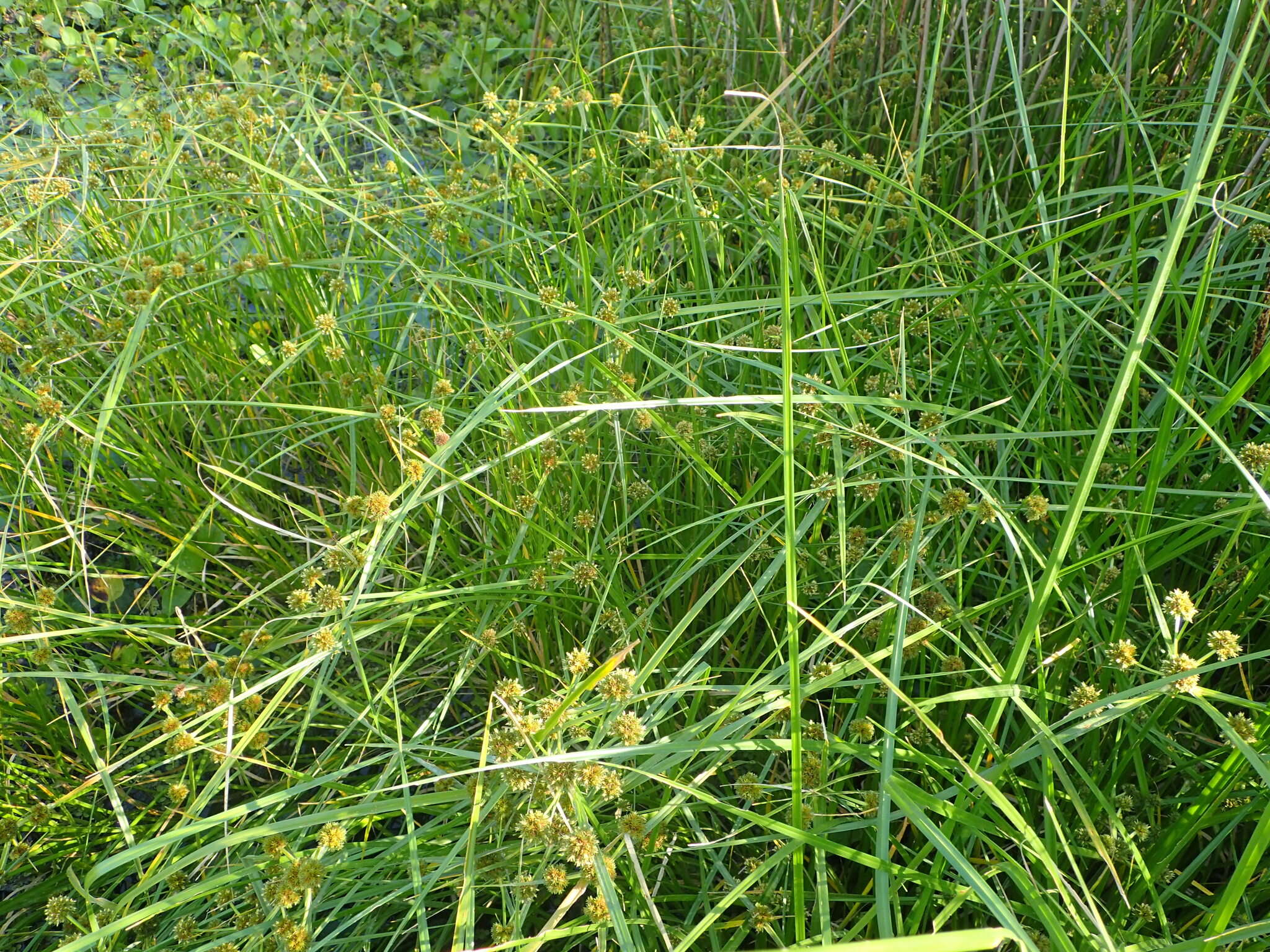 Plancia ëd Cyperus blepharoleptos Steud.