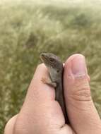 Image of Adelaide Pygmy Bluetongue