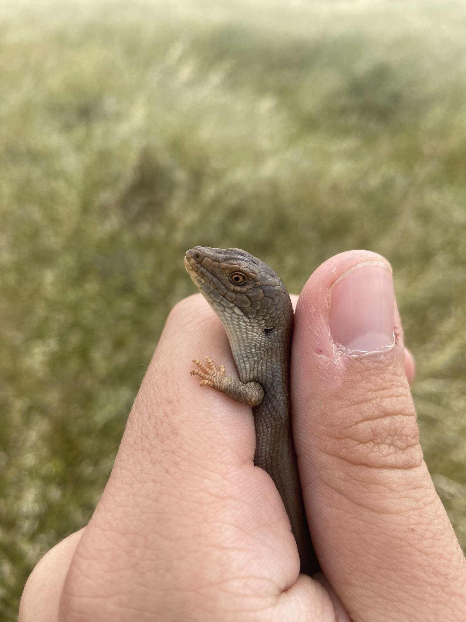 Image of Adelaide Pygmy Bluetongue