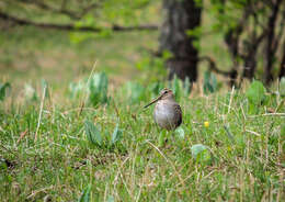 Image of Pin-tailed Snipe