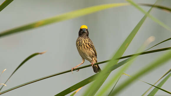 Image of Streaked Weaver