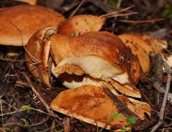 Image of Cortinarius areolatoimbricatus Cleland 1933