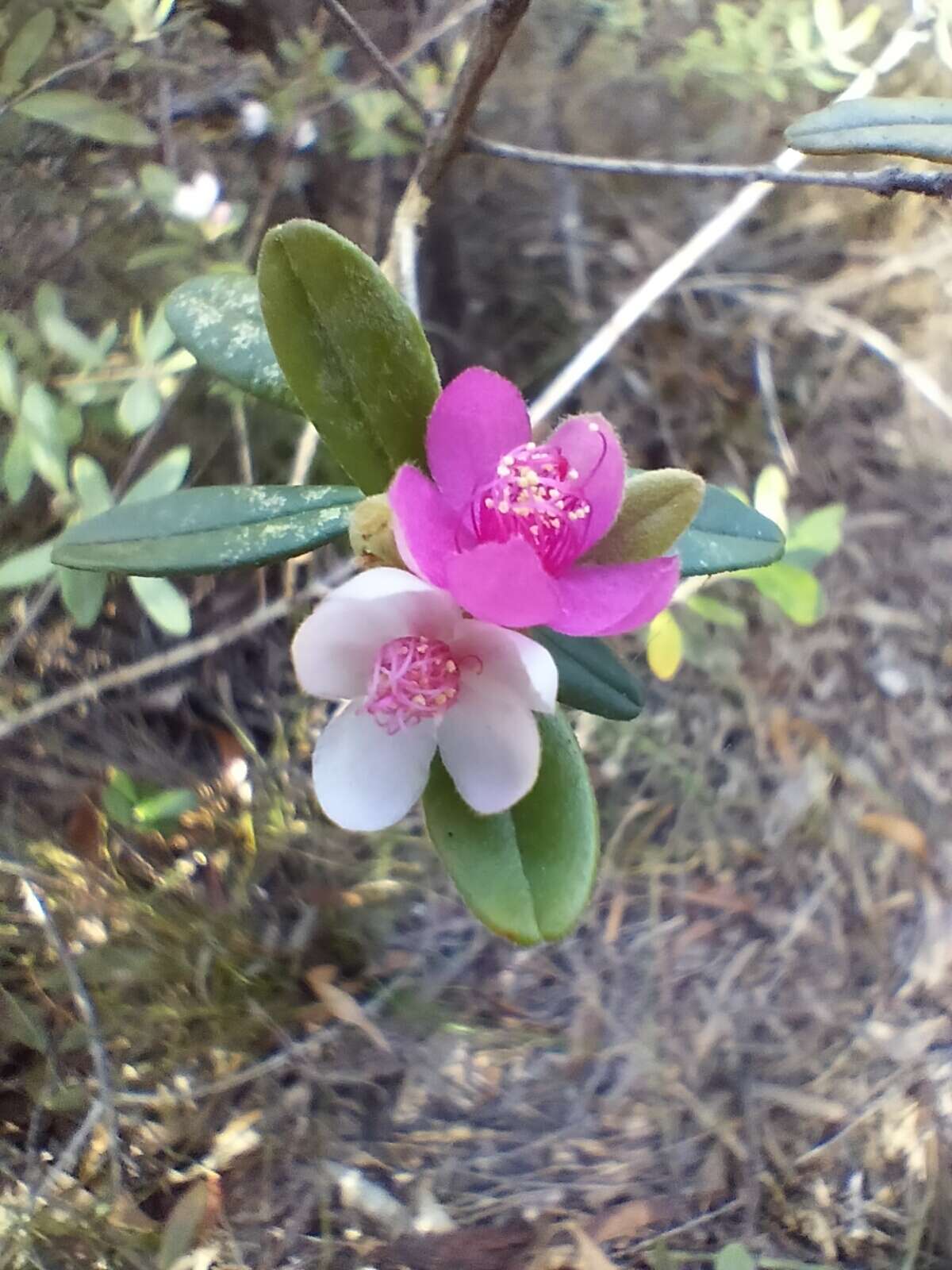 Слика од Lithomyrtus obtusa (Endl.) N. Snow & G. P. Guymer