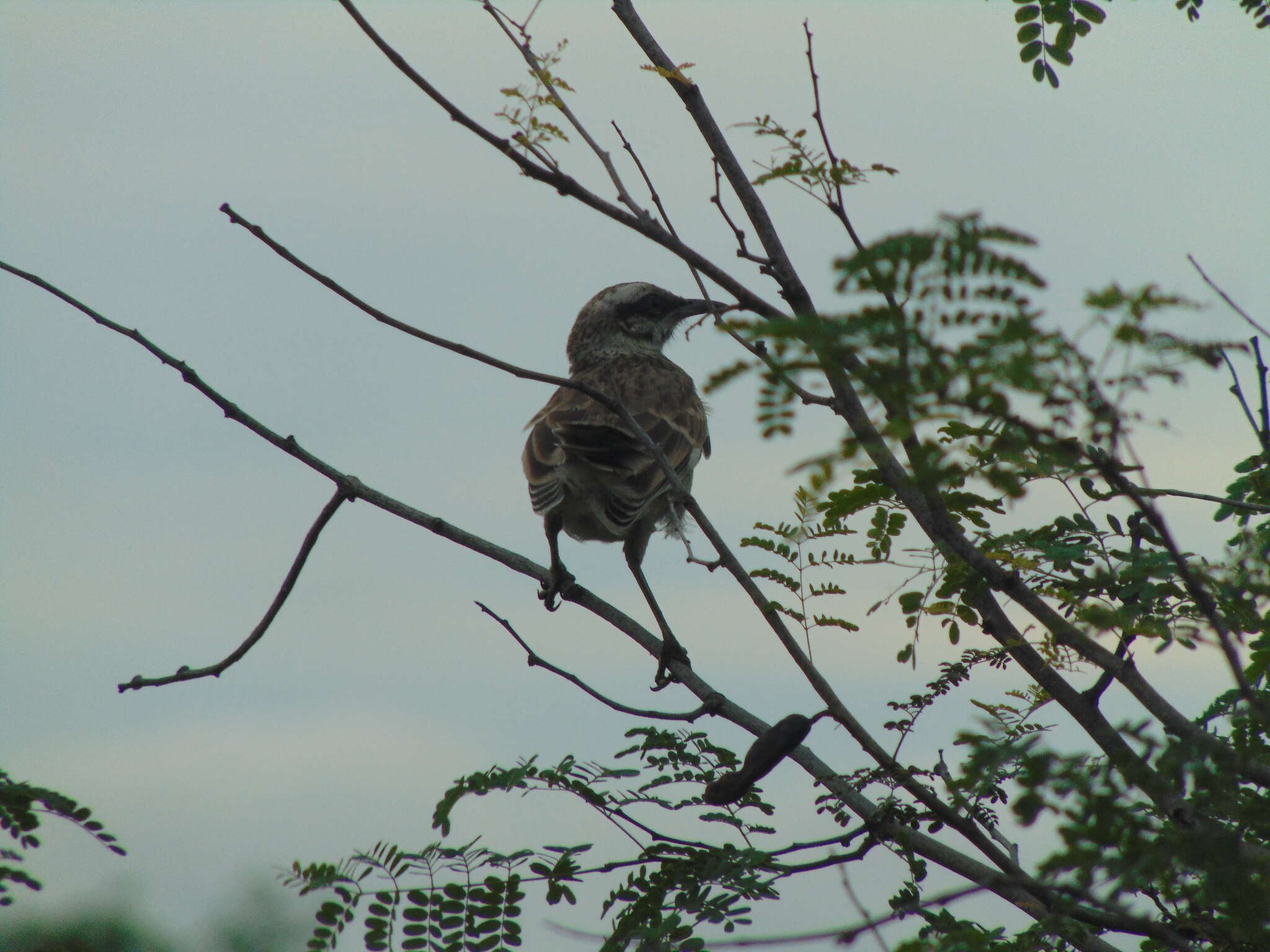 Image of Long-tailed Mockingbird