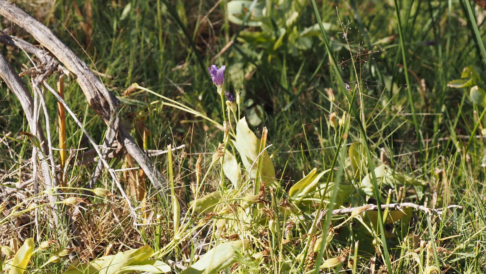 Image of catchfly prairie gentian