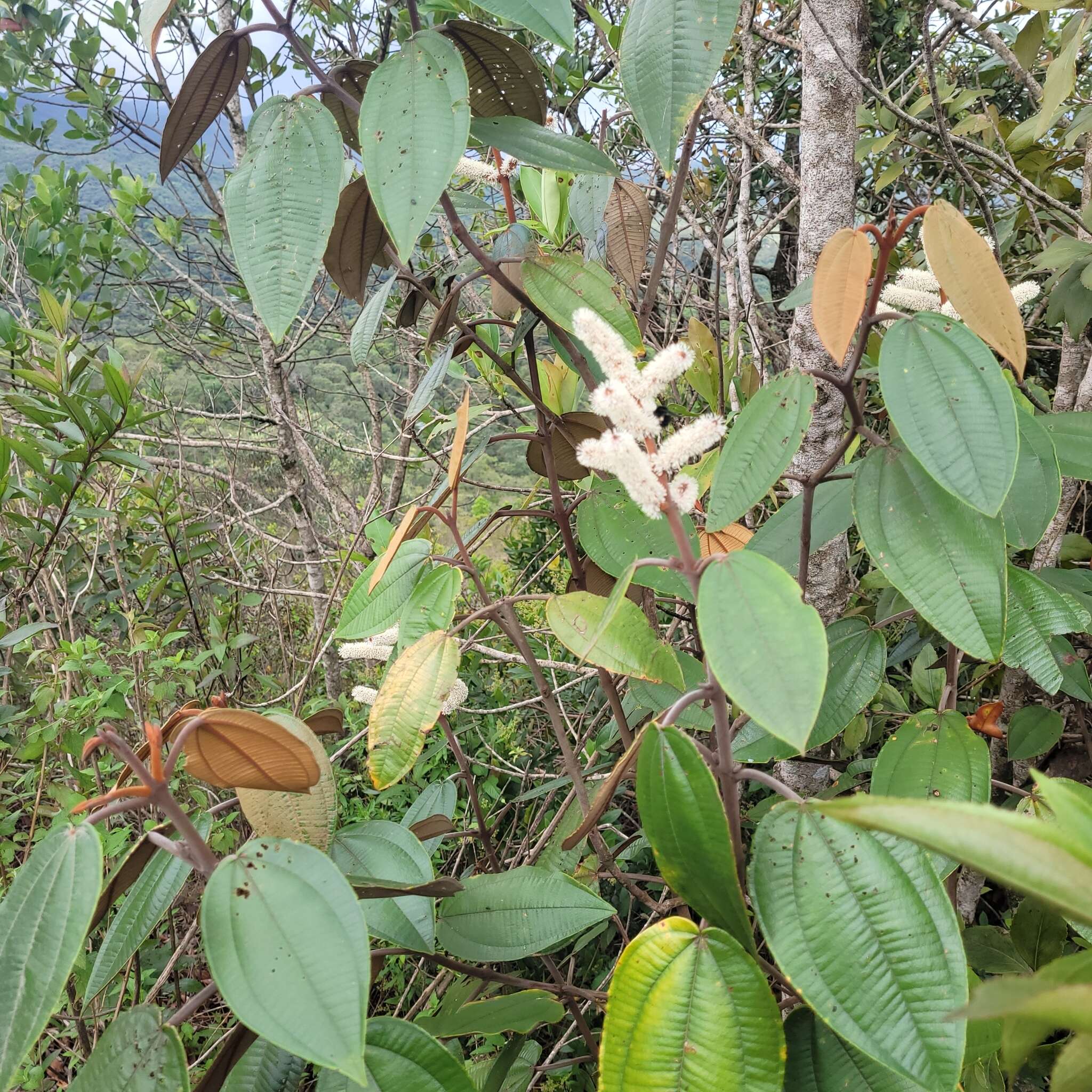 Image of Miconia corallina Spring