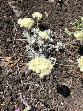 Imagem de Eriogonum ovalifolium var. focarium Reveal & Mansfield