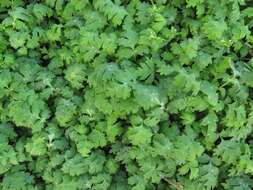 Image of Brown's waterleaf