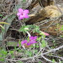 Ruellia rosea (Nees) Hemsl. resmi