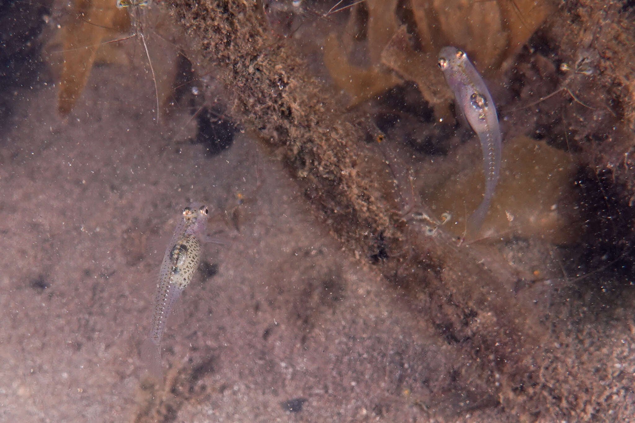 Image of Glass goby